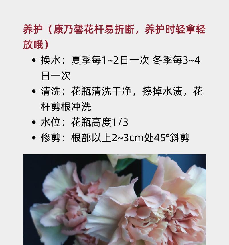 康乃馨的花型有何特点？康乃馨的形状代表什么？
