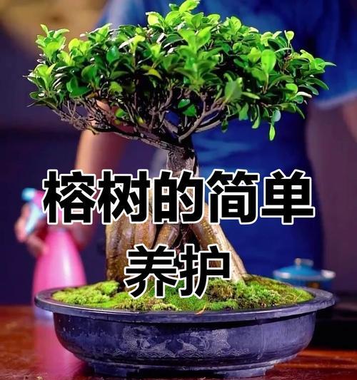 榕树冬季养护的要点有哪些？