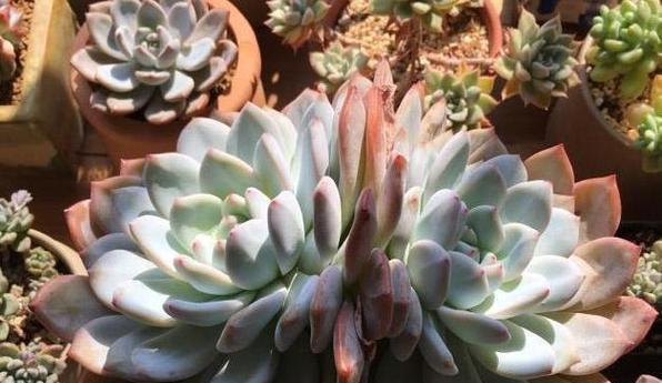 古肤植物发根的正确方法和注意事项是什么？