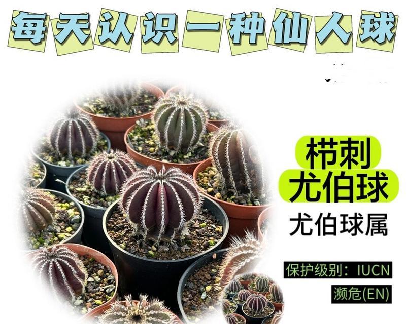 仙人球球体养殖方法有哪些？