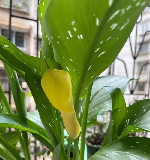 马蹄莲是什么？马蹄莲的特征和养护方法是什么？