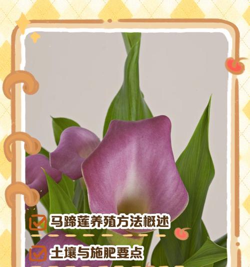马蹄莲是什么？马蹄莲的特征和养护方法是什么？