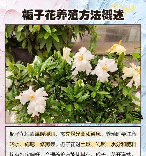 栀孑花的养殖技巧有哪些？