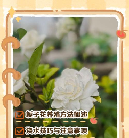 栀孑花的养殖技巧有哪些？