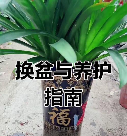 鸿运当头开花后如何养护？有哪些注意事项？