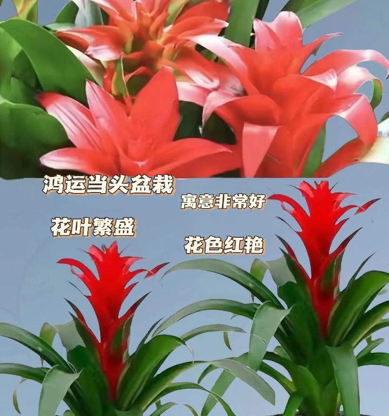 鸿运当头开花后如何养护？有哪些注意事项？