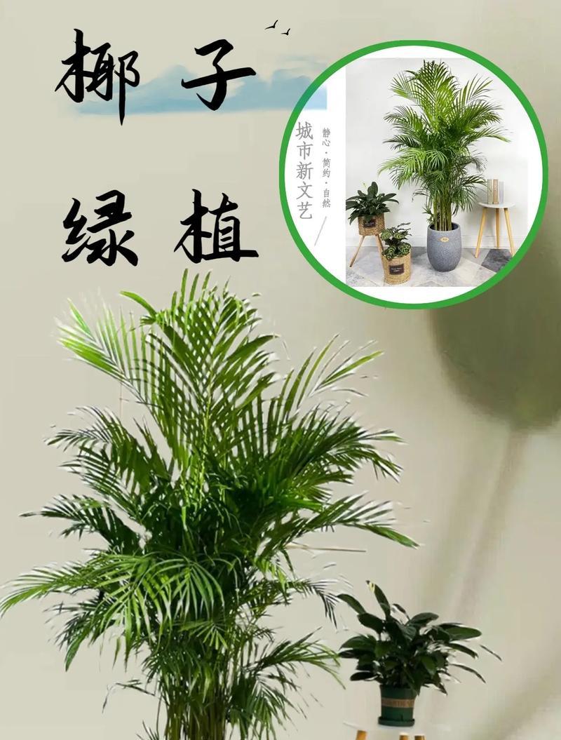 盆栽富贵椰子的养护技巧和注意事项是什么？