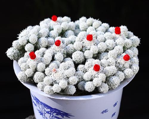 银手指怎么养？银手指的养殖技巧有哪些？