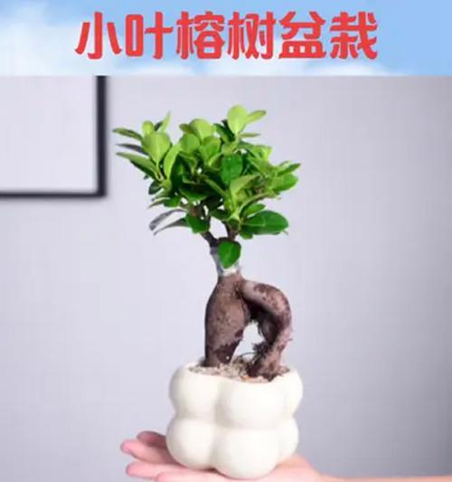 小叶榕树养护技巧有哪些？