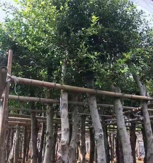 小叶榕树养护技巧有哪些？