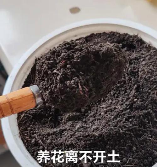 养花土的消毒方法是什么？如何确保养花土的清洁和健康？