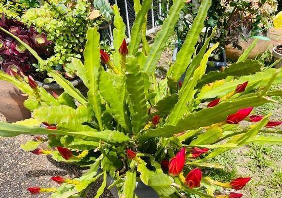 令箭荷花种植需要哪种土壤？土壤选择对生长有何影响？