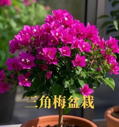 三角梅栽培的技巧有哪些？三角梅如何正确栽培？