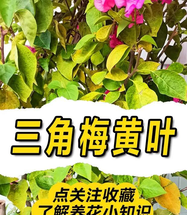三角梅栽培的技巧有哪些？三角梅如何正确栽培？