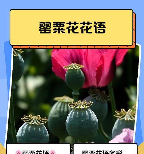 罂粟施什么肥料？罂粟生长所需的营养成分是什么？