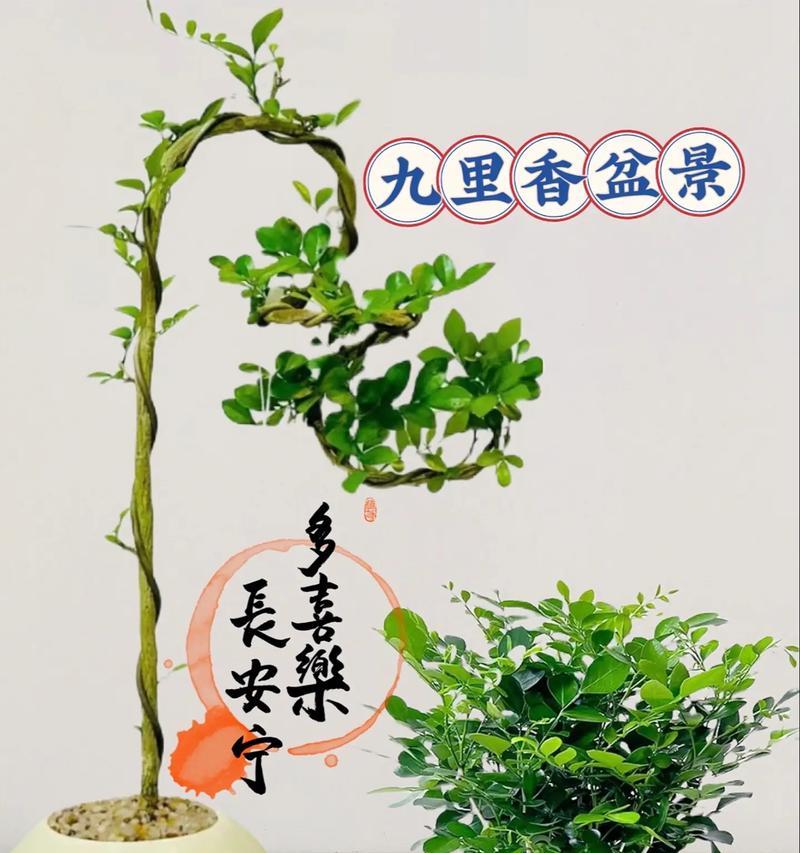 盆栽九里香怎么养护？需要注意哪些问题？