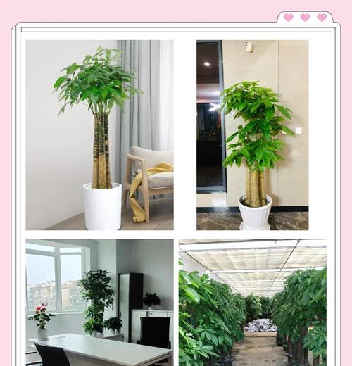 发财树如何长得更高？发财树高生长的秘诀是什么？