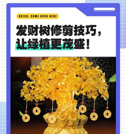 发财树如何长得更高？发财树高生长的秘诀是什么？
