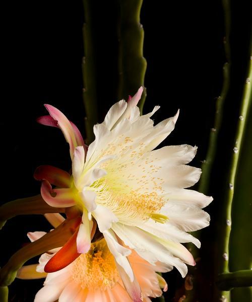 昙花种植过程中应该注意哪些问题？