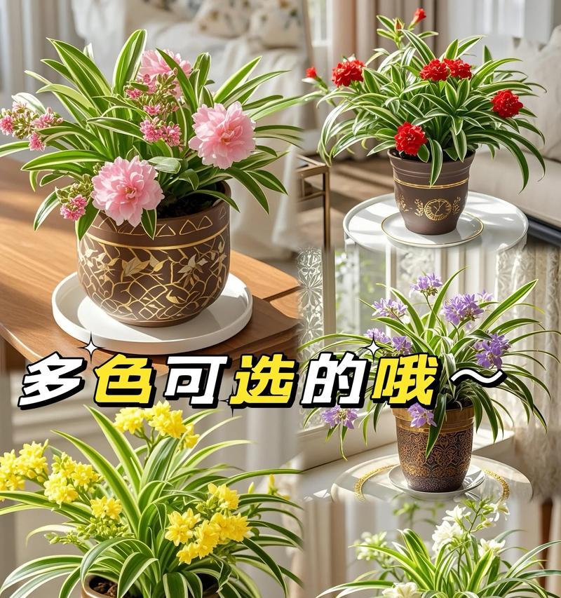 金边吊兰开花的养护技巧有哪些？