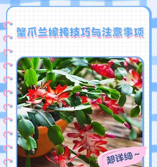 蟹爪兰剪枝的正确时机是什么时候？