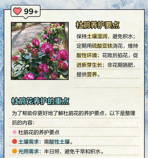 杜鹃花种植需要哪种土壤？