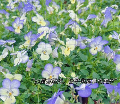 三色堇种植方法和注意事项是什么？