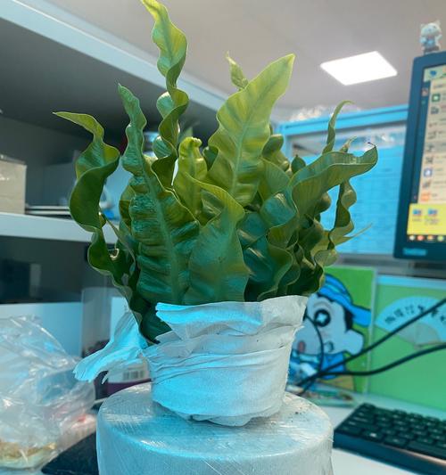 哪些办公室植物容易养护？
