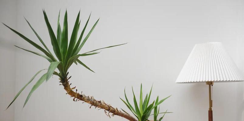 哪些办公室植物容易养护？