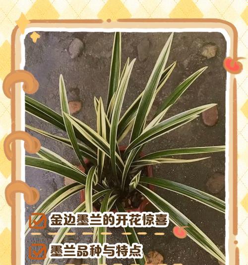 墨兰品种中名贵的有哪些？如何鉴别？