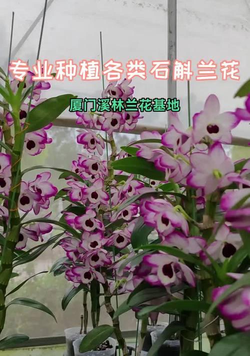 墨兰品种中名贵的有哪些？如何鉴别？