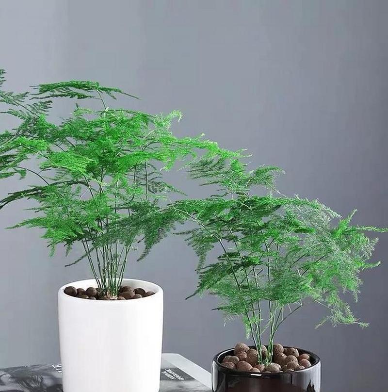 哪些草本植物适合盆栽？盆栽草本植物有哪些？