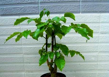 绿宝植物的养护技巧有哪些？怎样才能养出健康的绿宝？