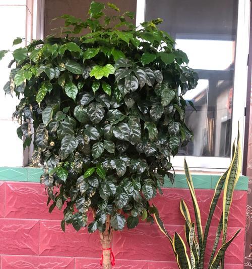 绿宝植物的养护技巧有哪些？怎样才能养出健康的绿宝？