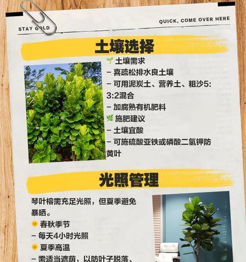 琴叶榕分枝的技巧和常见问题解答？