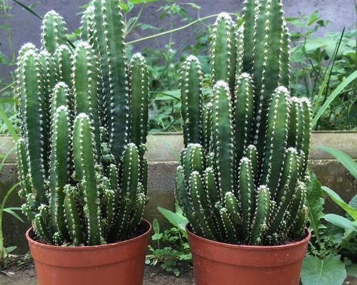 盆栽经济植物有哪些种类？盆栽经济植物的市场前景如何？