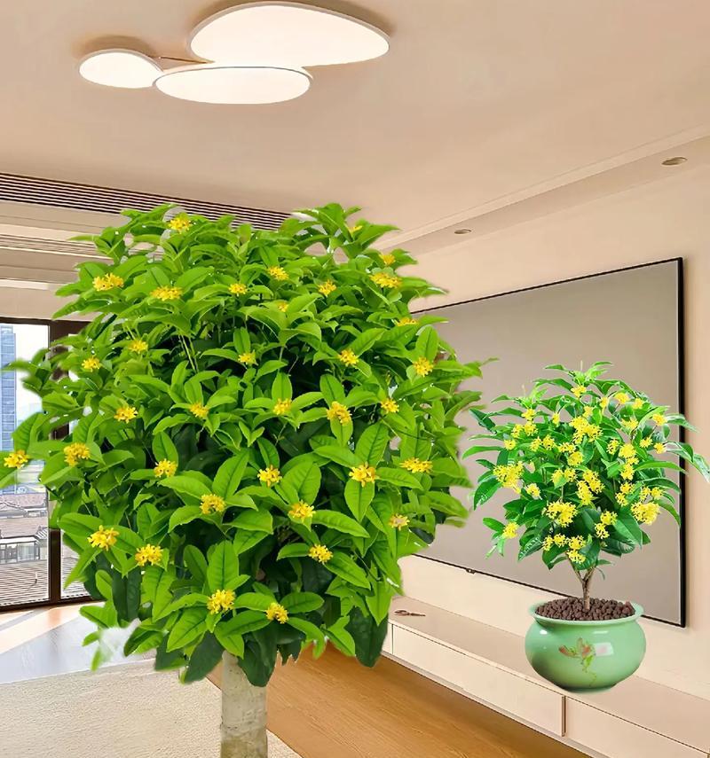 盆栽经济植物有哪些种类？盆栽经济植物的市场前景如何？