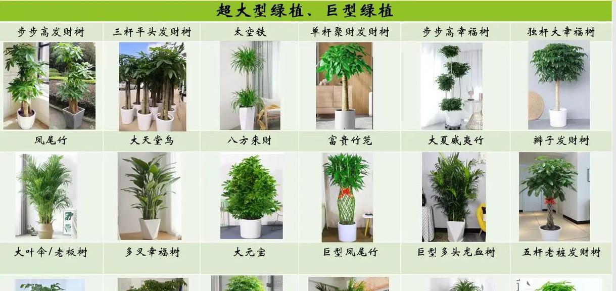 绿植养护方法是什么？绿植养护需要注意哪些事项？