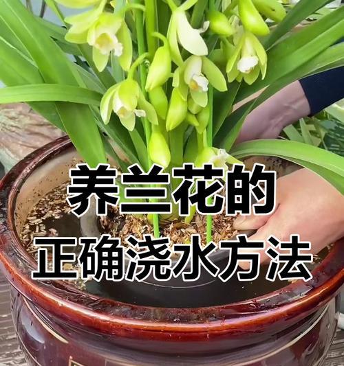 建兰浇水的正确频率和技巧是什么？