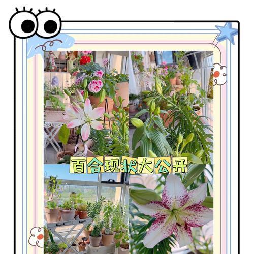 百合种植的步骤和技巧是什么？