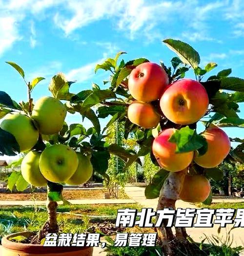 果树矮化盆景方法是什么？如何将果树矮化成盆景？
