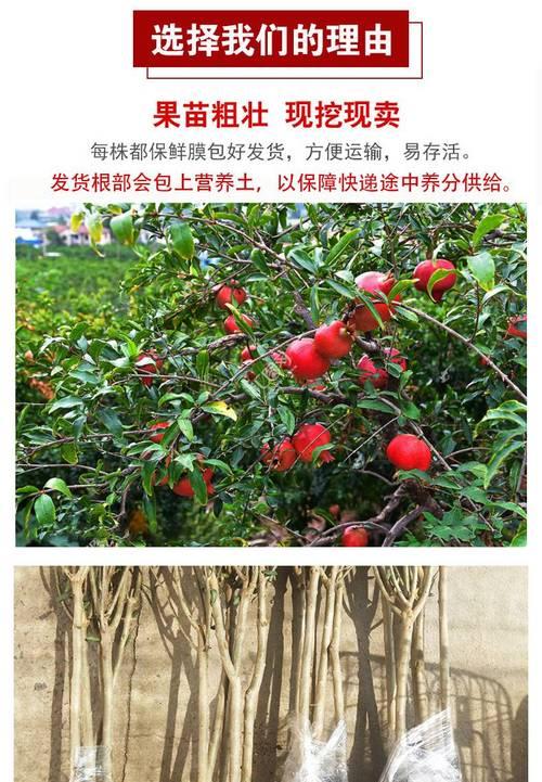 果树矮化盆景方法是什么？如何将果树矮化成盆景？