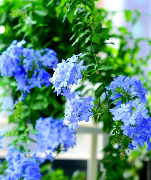 秋季适合养什么花？如何选择适合秋季的花卉？