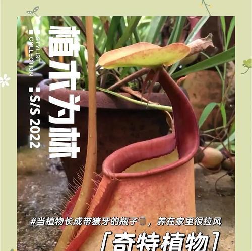猪笼草有哪些品种？它们的捕食机制有何不同？