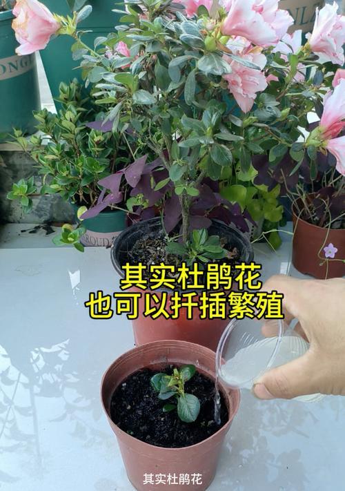 杜鹃扦插的正确方法和注意事项是什么？