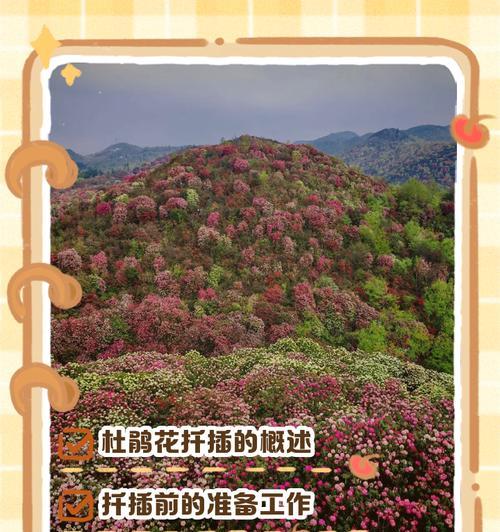 杜鹃扦插的正确方法和注意事项是什么？
