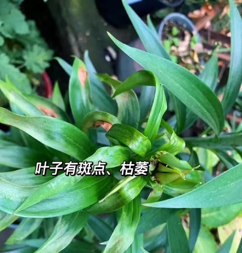 百合花浇水的正确方法是什么？如何避免百合花烂根？