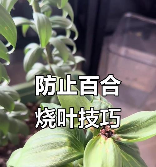 百合花浇水的正确方法是什么？如何避免百合花烂根？