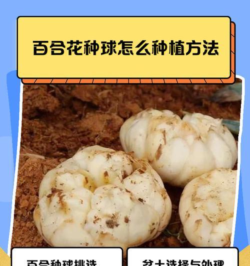 百合花浇水的正确方法是什么？如何避免百合花烂根？
