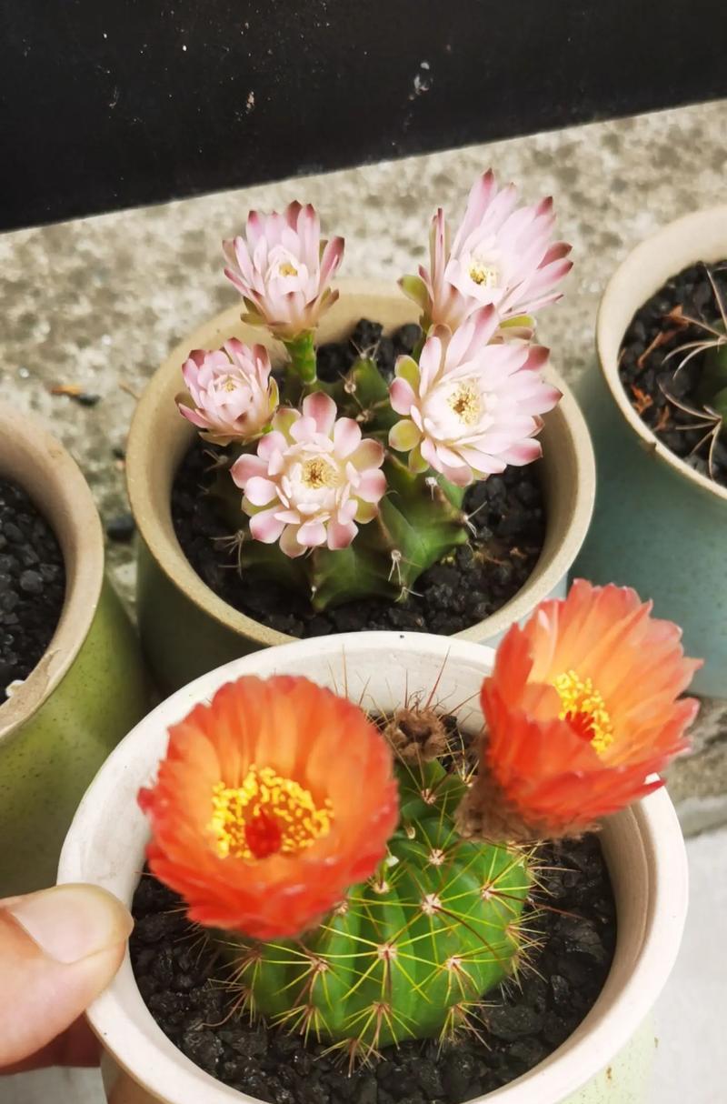 仙人球不开花如何处理？怎样促进其开花？